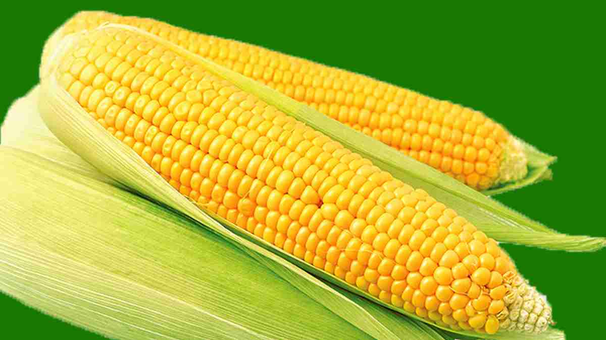 Manfaat Jagung Untuk Pakan Ayam