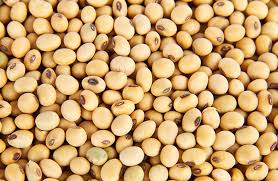 manfaat kacang kedelai