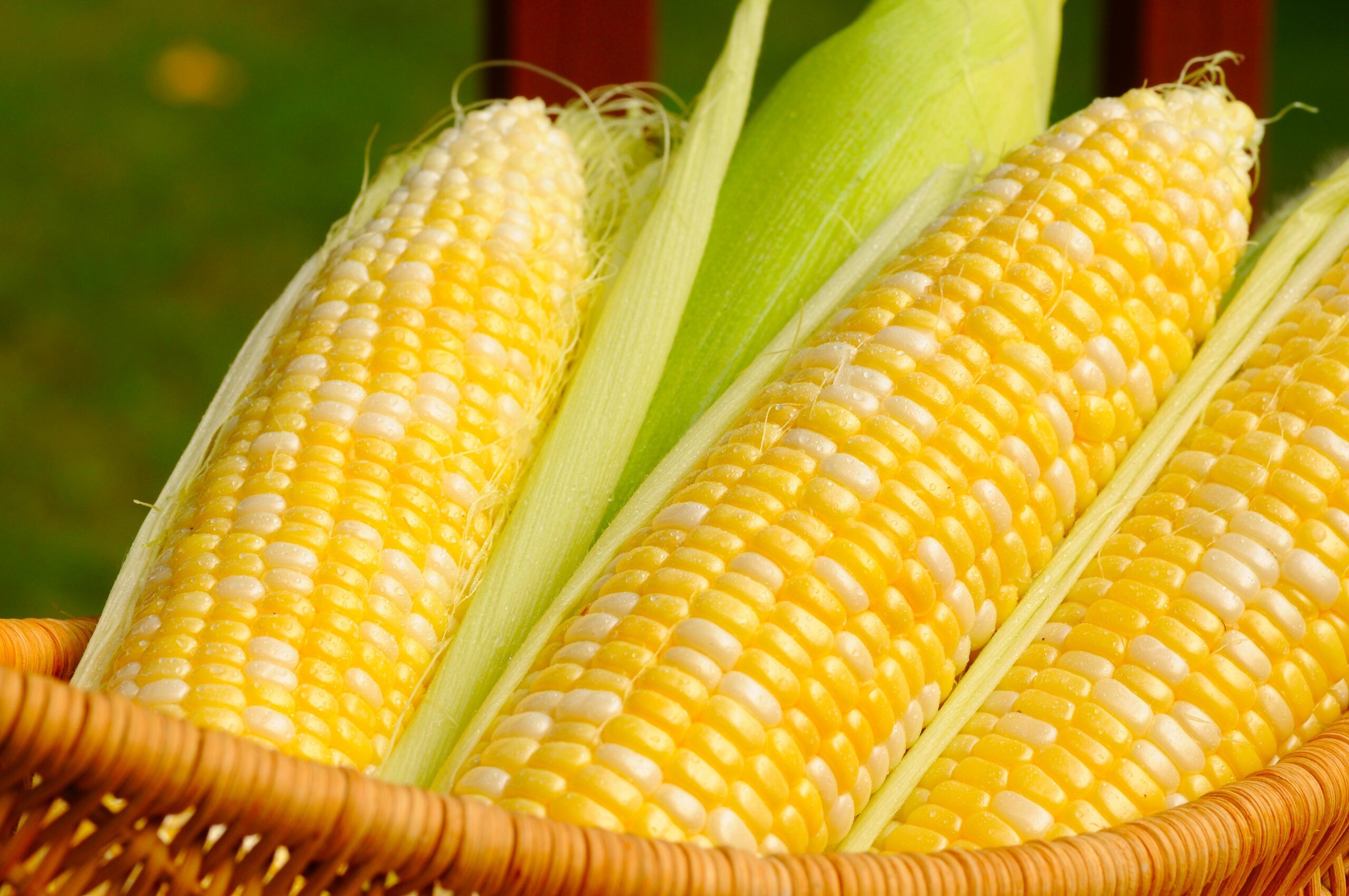 manfaat jagung