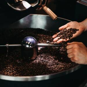 Cara Menanam Kopi Robusta