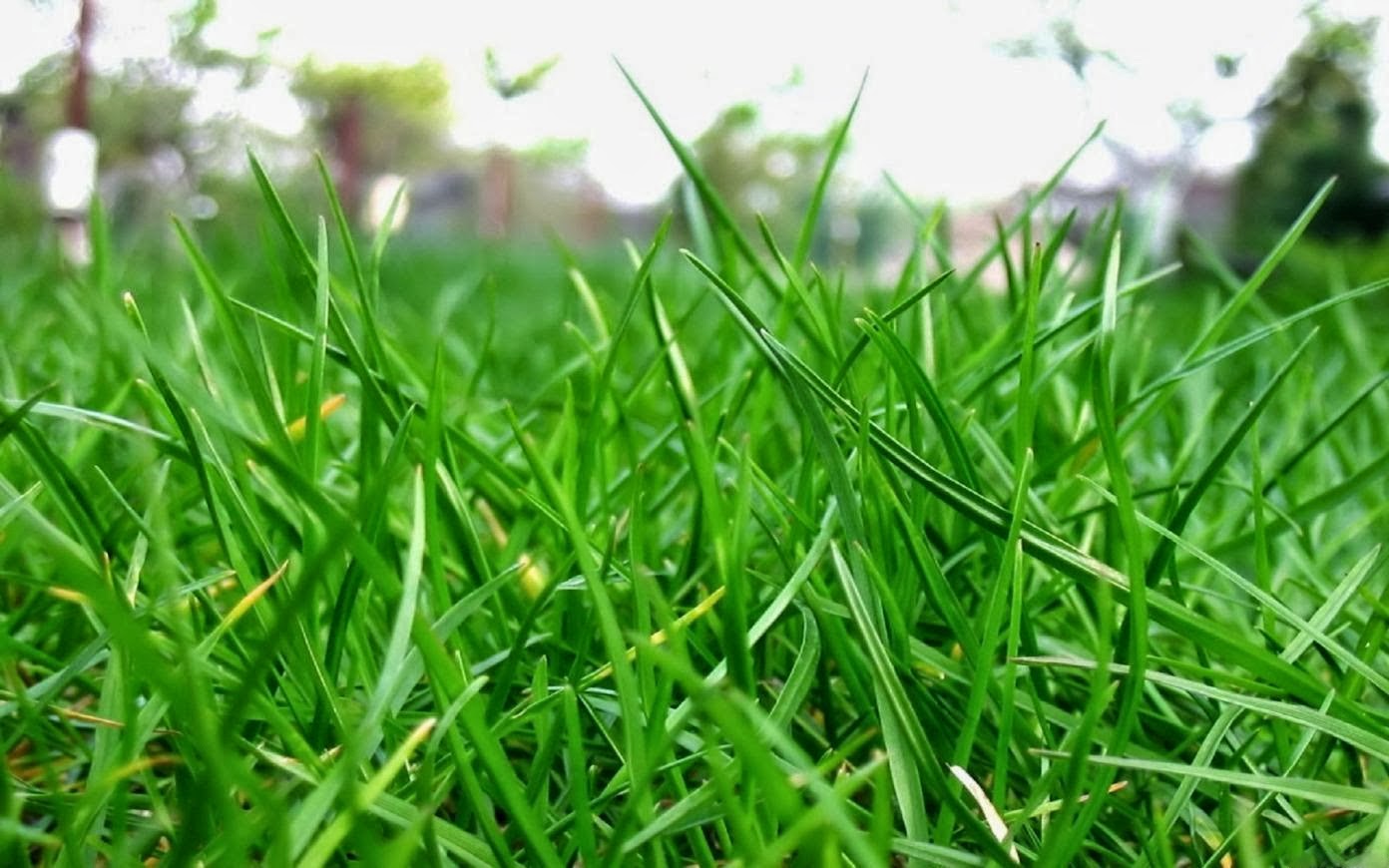 tips menanam rumput