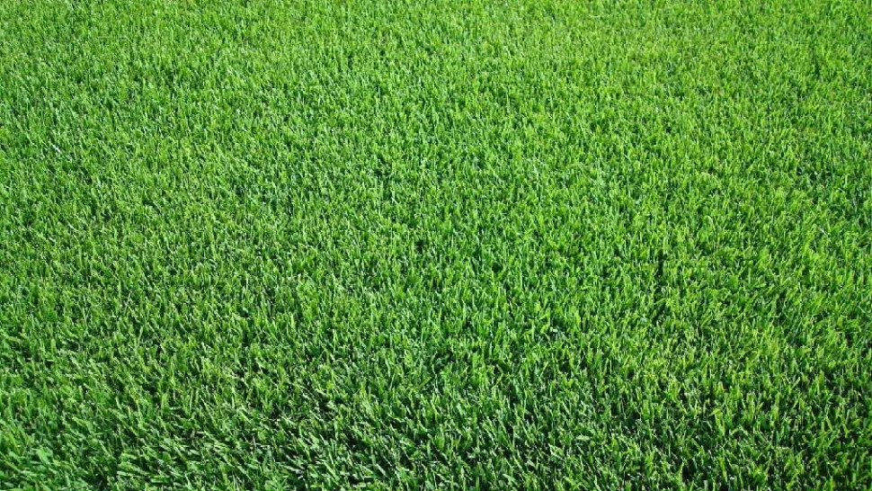 syarat menanam dan merawat rumput