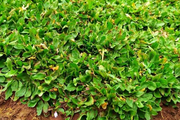 Tips Menanam Rumput agar dapat Tumbuh Dengan Subur
