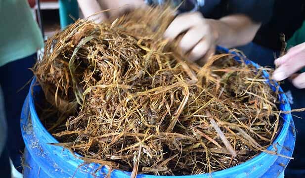 cara membuat fermentasi jerami
