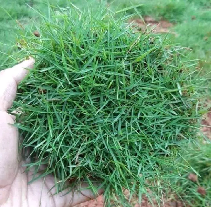 fungsi mesin chopper rumput