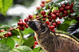 Cara Pembuatan Kopi Luwak