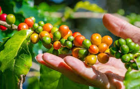 Cara Menanam Kopi Agar Berbuah Lebat