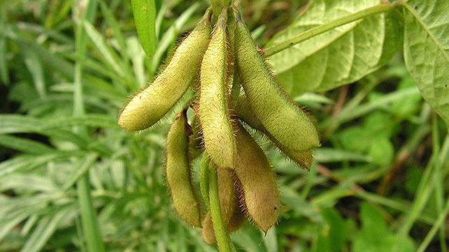 cara budidaya kedelai