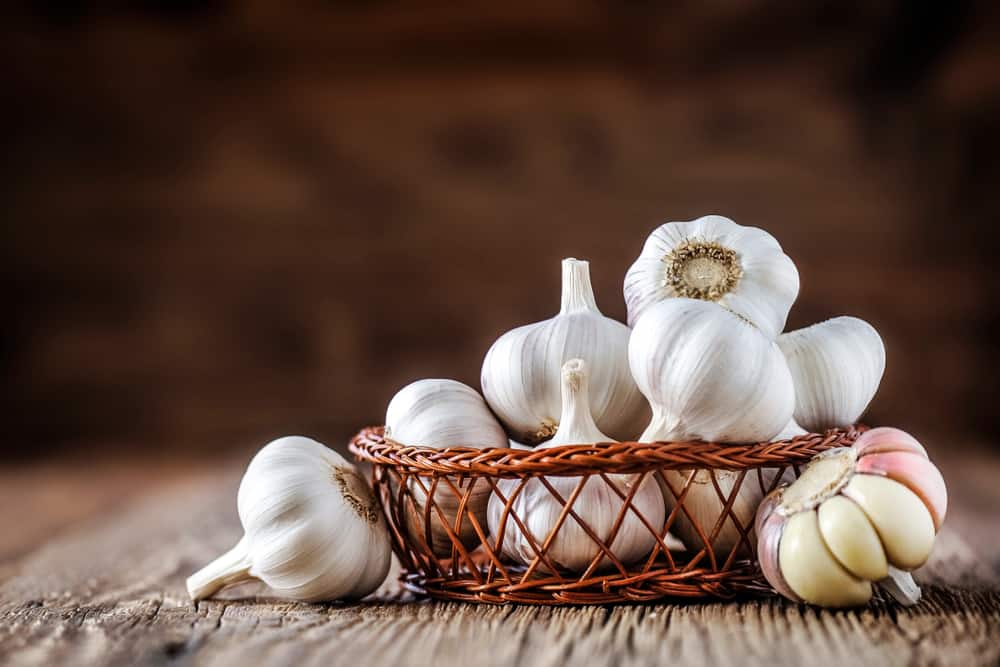 Cara Mudah Budidaya Tanaman Bawang Putih