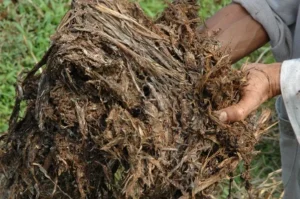 membuat pupuk kompos dari rumput liar