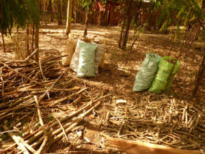 cara fermentasi daun bambu kering
