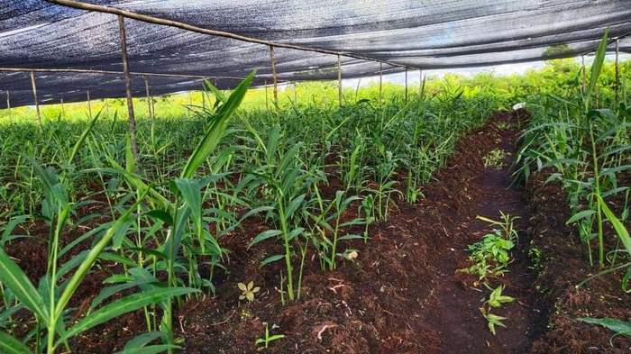 Cara Perawatan Tanaman Jahe agar Tumbuhan Berbuah Lebat
