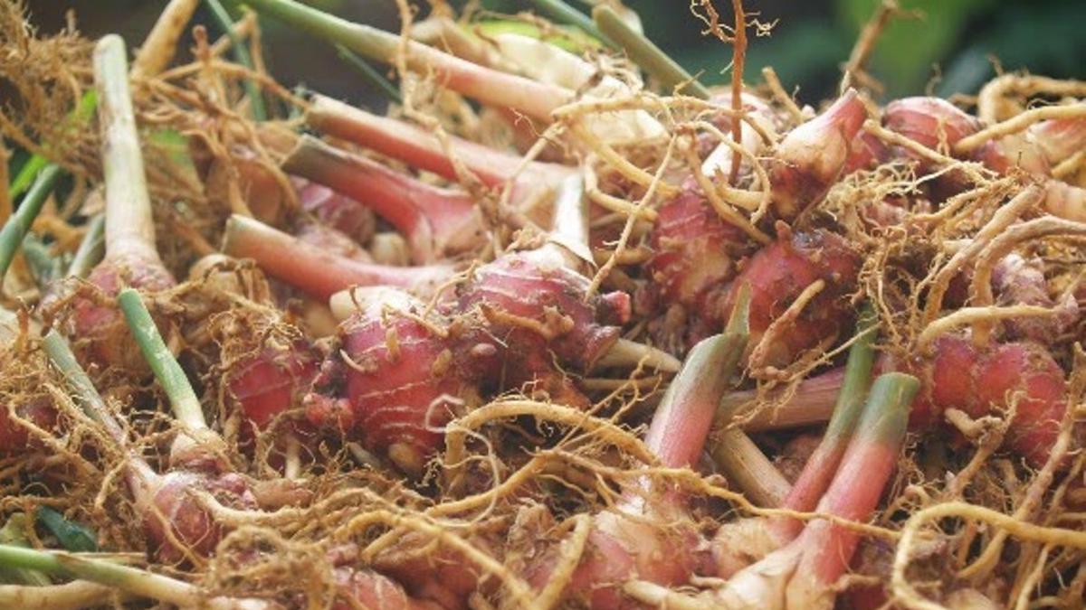 Peluang Usaha Jahe Merah  yang Menjajikan dari Bahan Alami