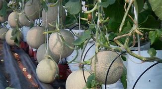 Budidaya Tanaman Melon Paling Menguntungkan dan Yang Perlu Dipahami