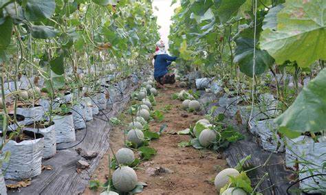 Budidaya Melon di Polybag yang Mudah Hasilnya Sangat Memuaskan