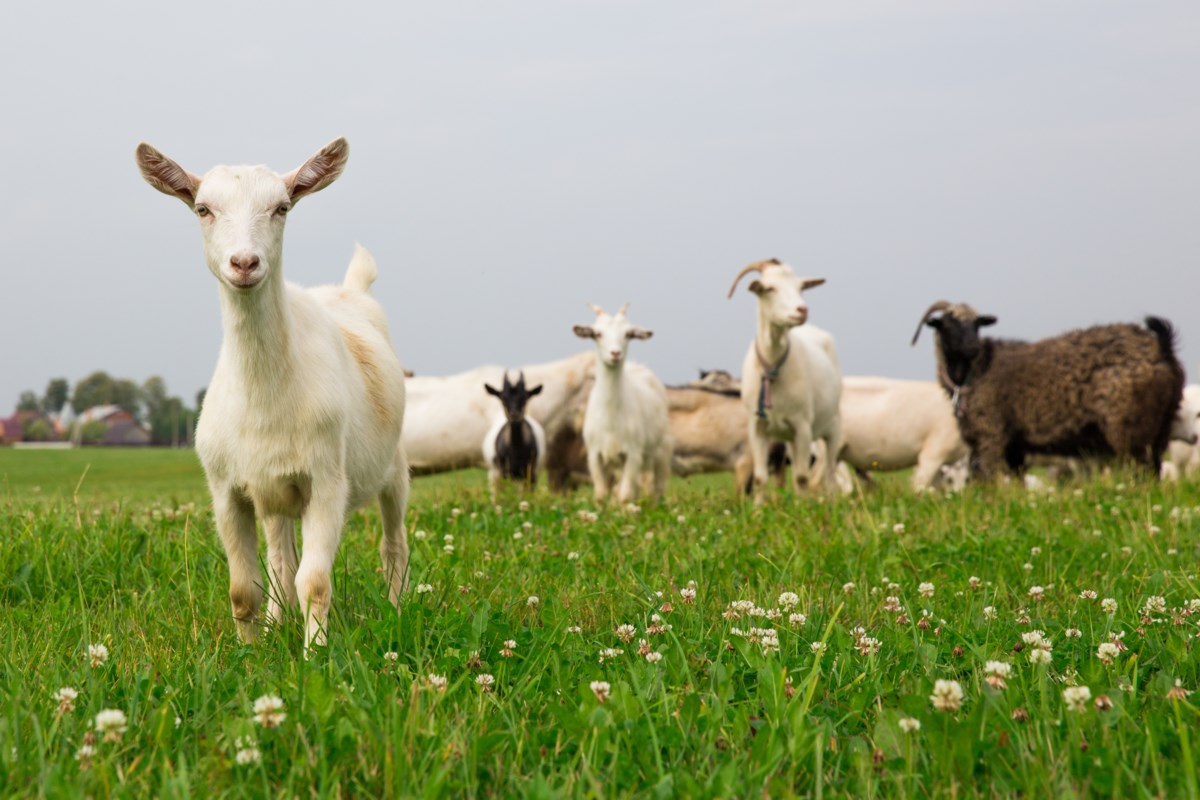 Bisnis Peternakan Kambing yang Dapat Meraih Keuntungan