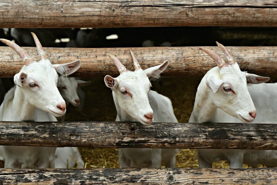 Modal Usaha Kambing Untuk Pemula