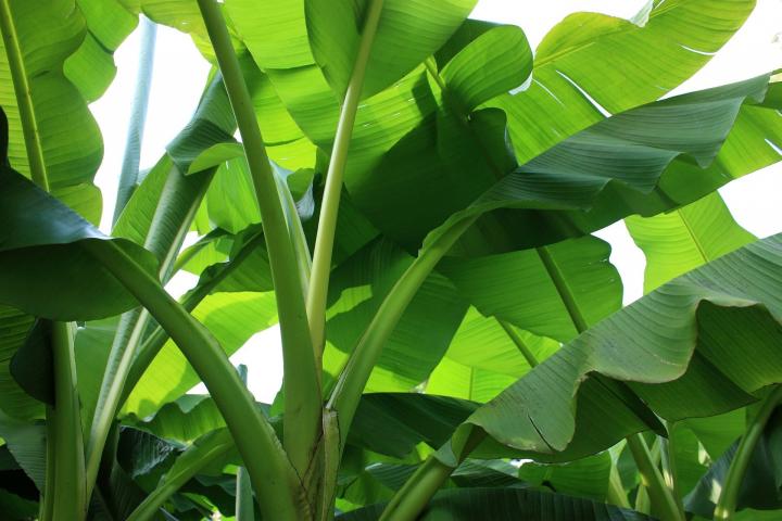Khasiat Luar Biasa Batang Pisang Untuk Obat Alami