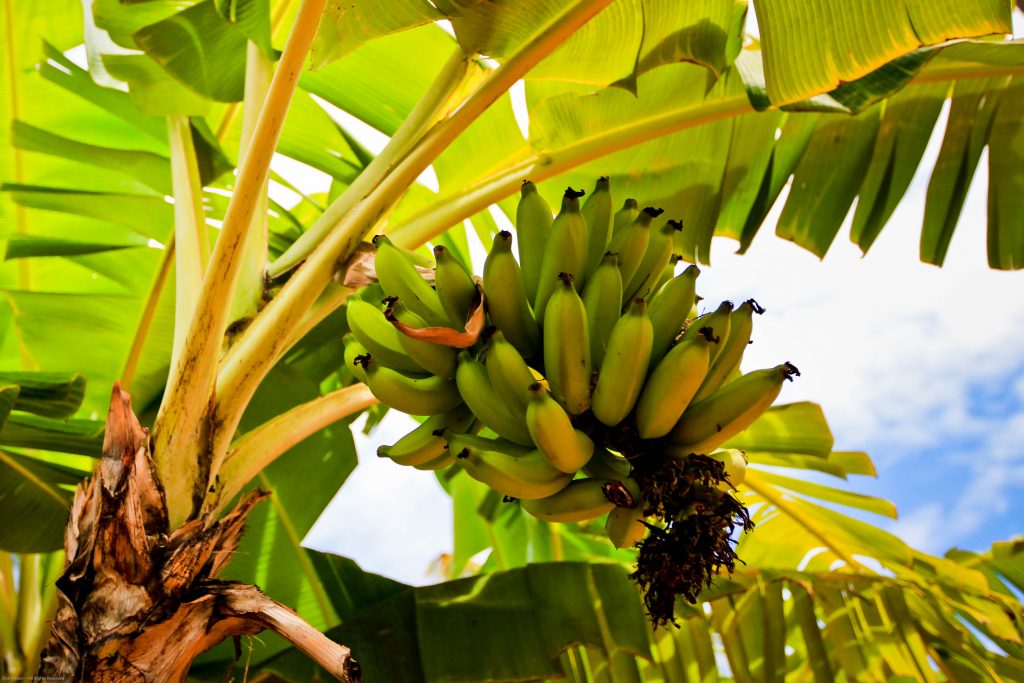 batang pisang untuk obat