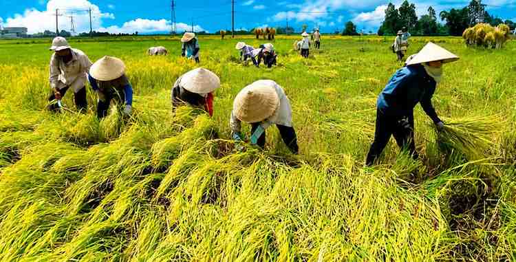 6 Cara Panen Lebih Praktis agar Proses Panen Lebih Cepat dan Efisien