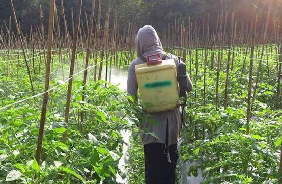 Cara Meningkatkan Efisiensi Penyemprotan Tanaman