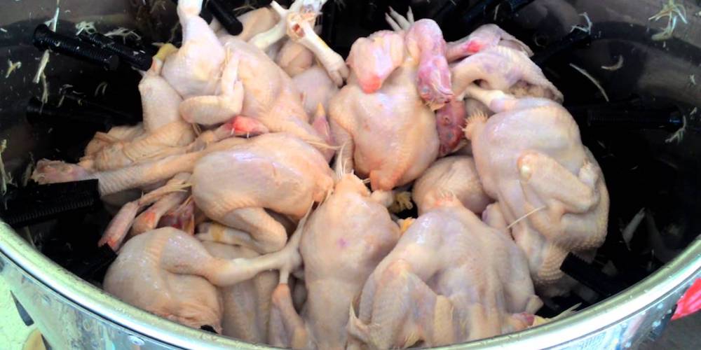 Bagaimana Proses Cabut Bulu Ayam yang Tepat