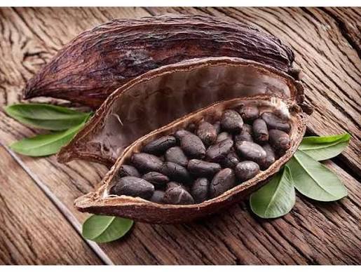 Proses Fermentasi Biji Kakao untuk Menghasilkan Kakao Berkualitas