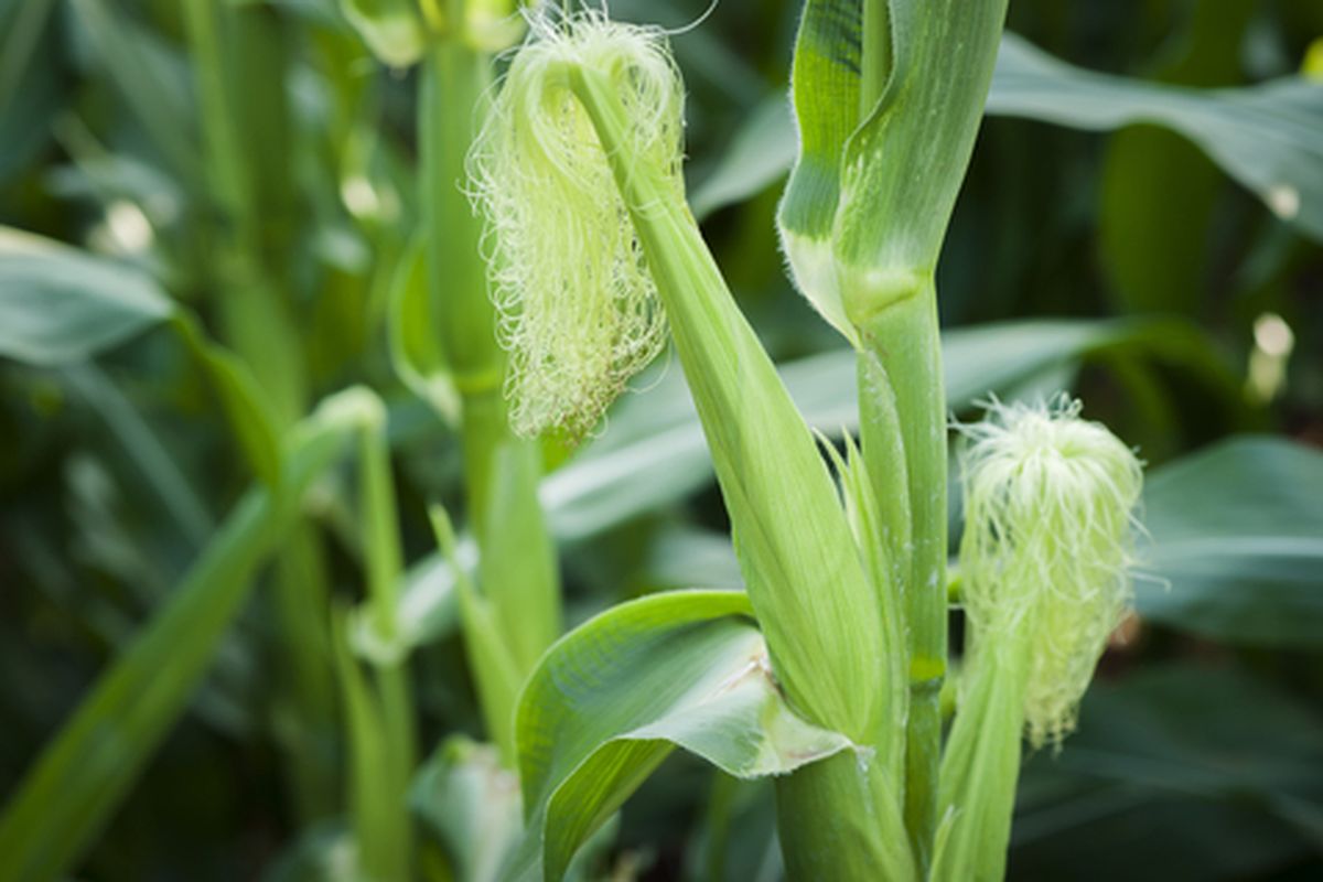 Cara Mencacah Batang Jagung untuk Pakan Ternak dengan Cepat dan Aman
