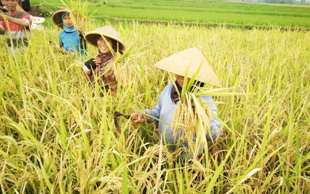 Cara Meningkatkan Hasil Panen Padi agar Lebih Optimal