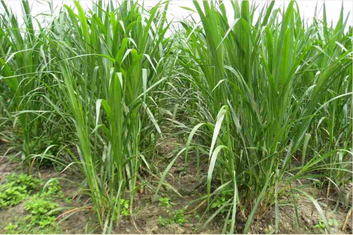 Manfaat Cacahan Rumput untuk Ternak: Pakan Lebih Hemat, Ternak Lebih Sehat